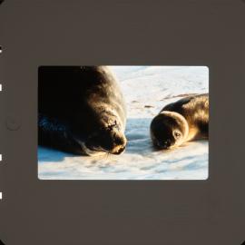 Shepherd-Slides_113