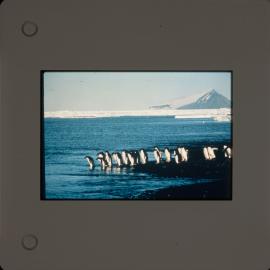 Shepherd-Slides_117