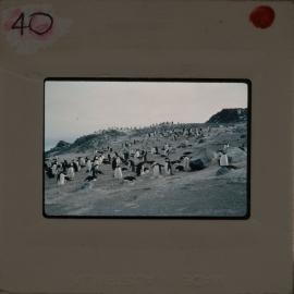 Shepherd-Slides_157