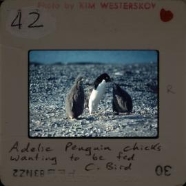 Shepherd-Slides_159