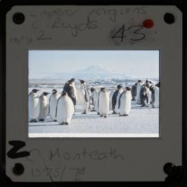 Shepherd-Slides_160