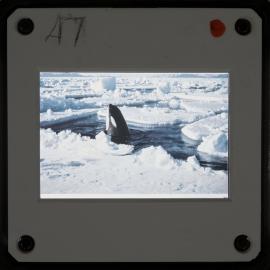 Shepherd-Slides_163