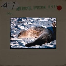 Shepherd-Slides_173