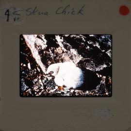 Shepherd-Slides_175