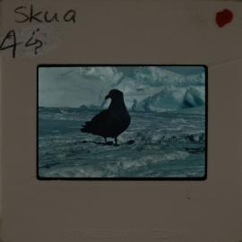 Shepherd-Slides_183