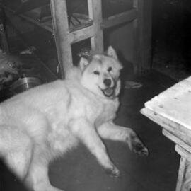 Massam-Negatives_120mm_059