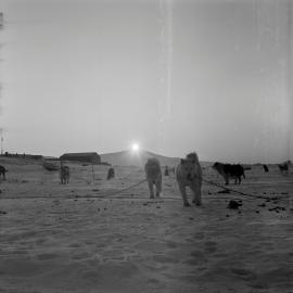 Massam-Negatives_120mm_062