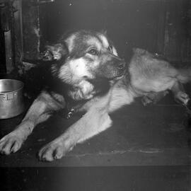 Massam-Negatives_120mm_065