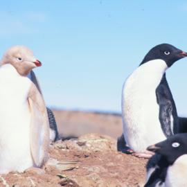 Albino Adelie Penguin