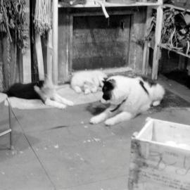 Massam-Negatives_35mm_026