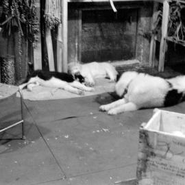 Massam-Negatives_35mm_027