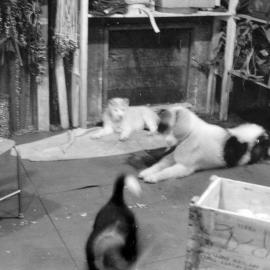 Massam-Negatives_35mm_028