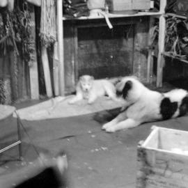 Massam-Negatives_35mm_029