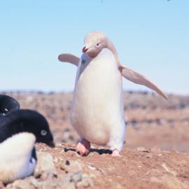 Albino Adelie Penguin