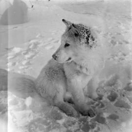 Massam-Negatives_Malcolm-Ford_001
