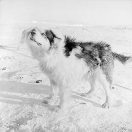 Massam-Negatives_Malcolm-Ford_008