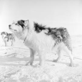 Massam-Negatives_Malcolm-Ford_009