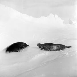 Massam-Negatives_Malcolm-Ford_012