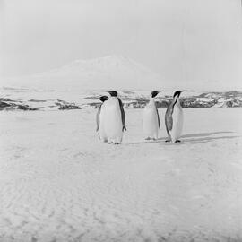Massam-Negatives_Malcolm-Ford_015