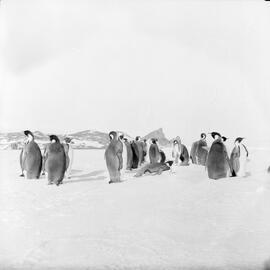 Massam-Negatives_Malcolm-Ford_018