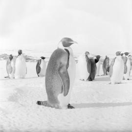 Massam-Negatives_Malcolm-Ford_019