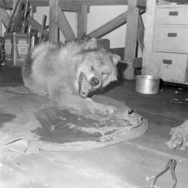Massam-Negatives_Malcolm-Ford_040