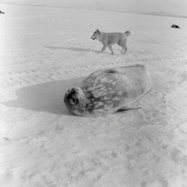 Massam-Negatives_Malcolm-Ford_056