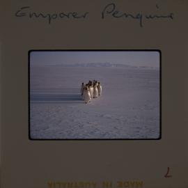 Massam-Slides_Nimrod-Glacier_1963-1964_004