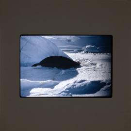 Massam-Slides_Nimrod-Glacier_1963-1964_012