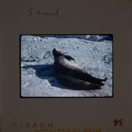 Massam-Slides_Nimrod-Glacier_1963-1964_013