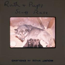 Massam-Slides_Nimrod-Glacier_1963-1964_023