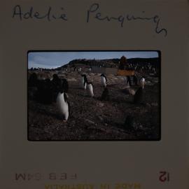 Massam-Slides_Shackleon-Glacier_1963-1964_007