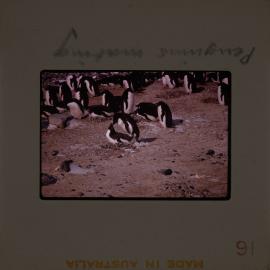 Massam-Slides_Shackleon-Glacier_1963-1964_013