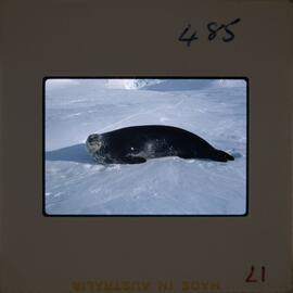 Massam-Slides_Shackleon-Glacier_1963-1964_017
