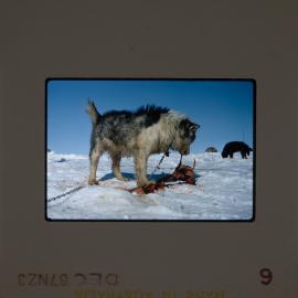 Massam-Slides_Box-1_1963-1964_009