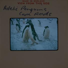 Massam-Slides_Box-1_1963-1964_104
