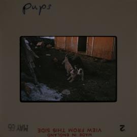 Massam-Slides_Box-1_1963-1964_147