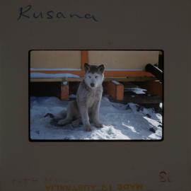 Massam-Slides_Box-1_1963-1964_153