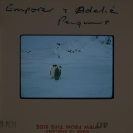 Massam-Slides_Box-1_1963-1964_156