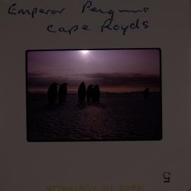 Massam-Slides_Untitled_016