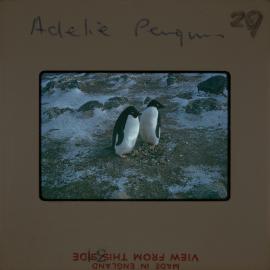 Massam-Slides_Untitled_099