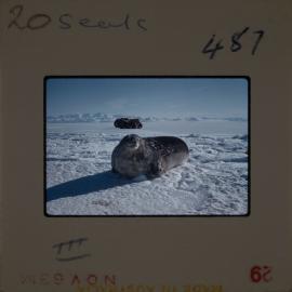 Massam-Slides_Untitled_102