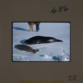 Massam-Slides_Untitled_103