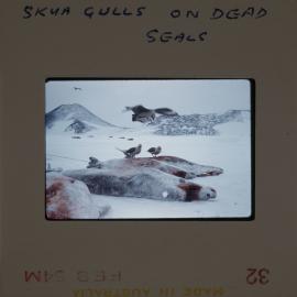 Massam-Slides_Untitled_104