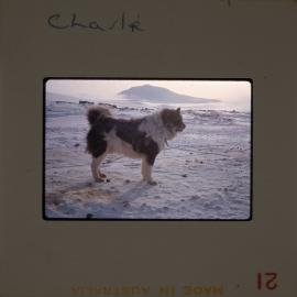 Massam-Slides_Untitled_141