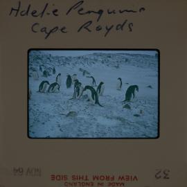 Massam-Slides_Untitled_150