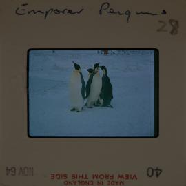 Massam-Slides_Untitled_152