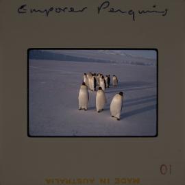 Massam-Slides_Untitled_174