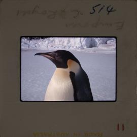 Massam-Slides_Untitled_186