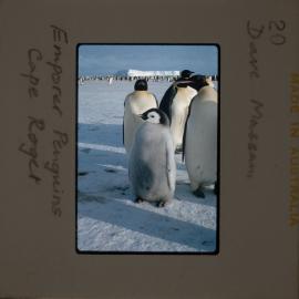 Massam-Slides_Untitled_203